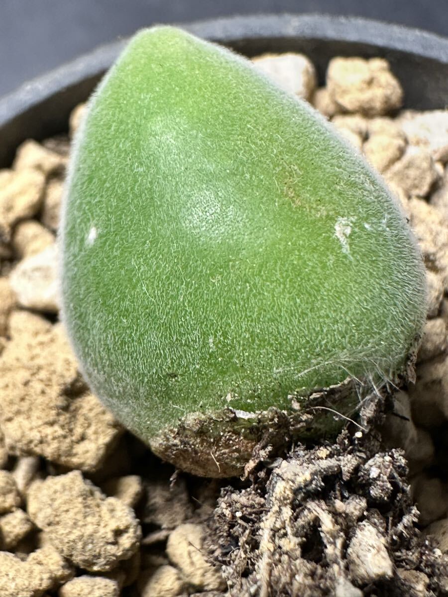 No.1166 特選 多肉植物 ムイリア ホルテンセ　Muiria hortenseae 宝輝玉 メセンコノフィツム 限定株
