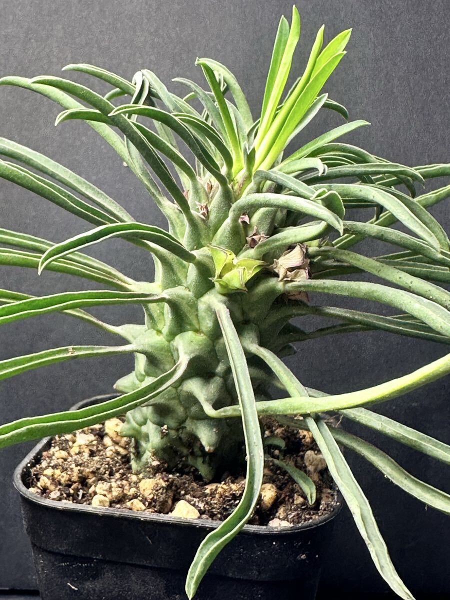 特選 Euphorbia clandestinaユーフォルビア クランデスティナ 厳選特大株　実生株