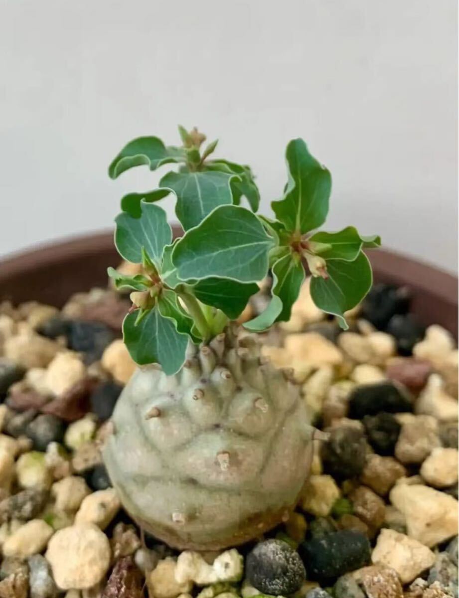 特選 塊根植物 Euphorbia globulicaulis　ユーフォルビア・グロブリカウリス　ソマリア原産　コーデックス 稀少極小種5粒