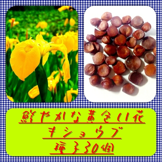 【送料無料】キショウブ種子30個