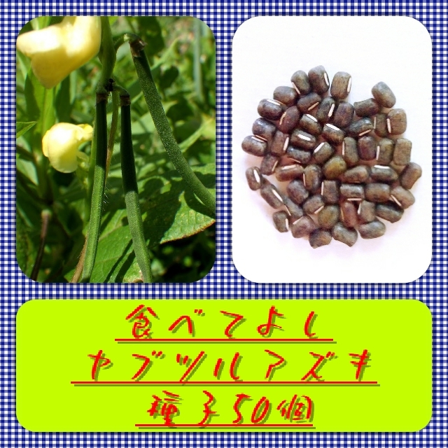 【送料無料】ヤブツルアズキ種子50個