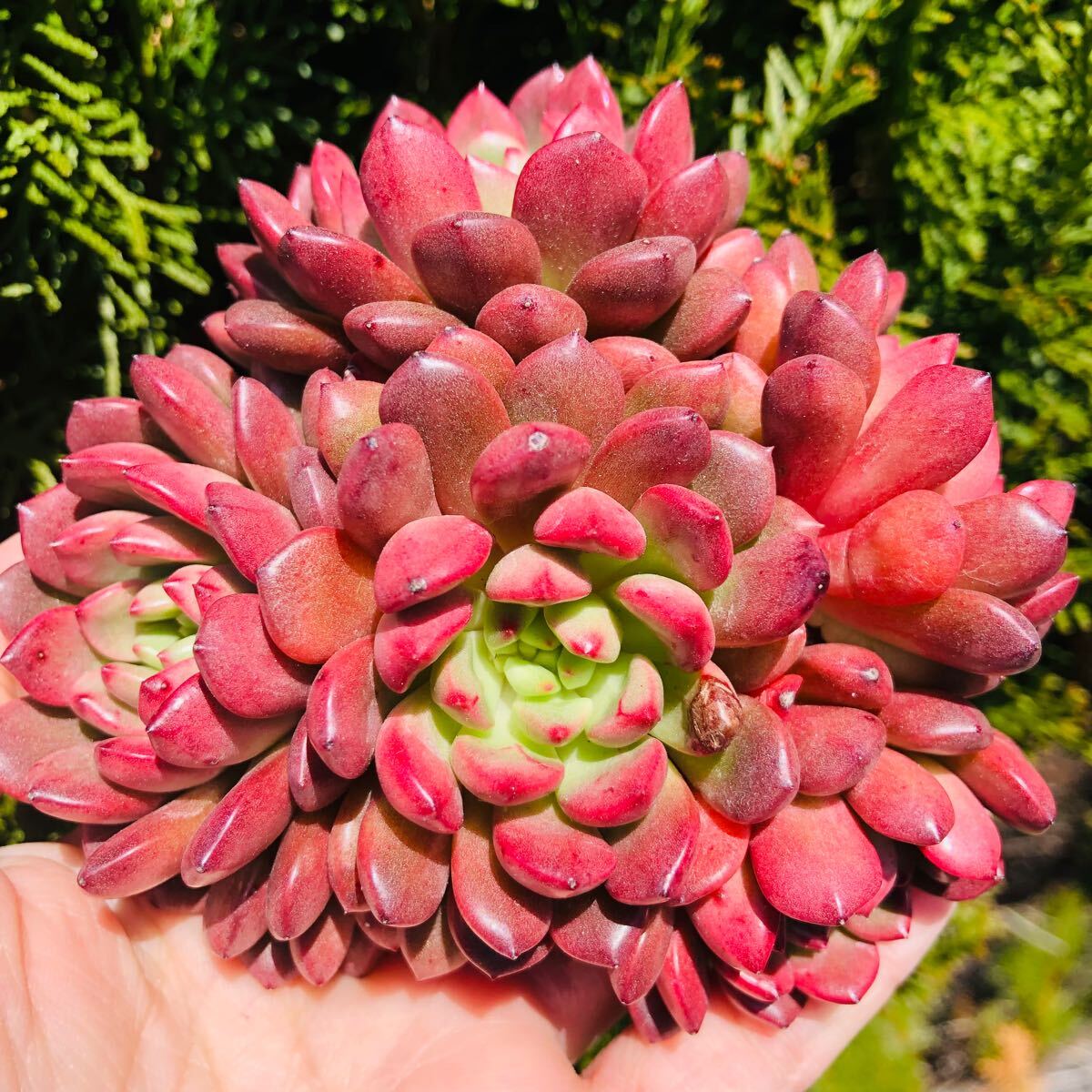 ピンクルルビー　大群生　エケベリア　多肉植物