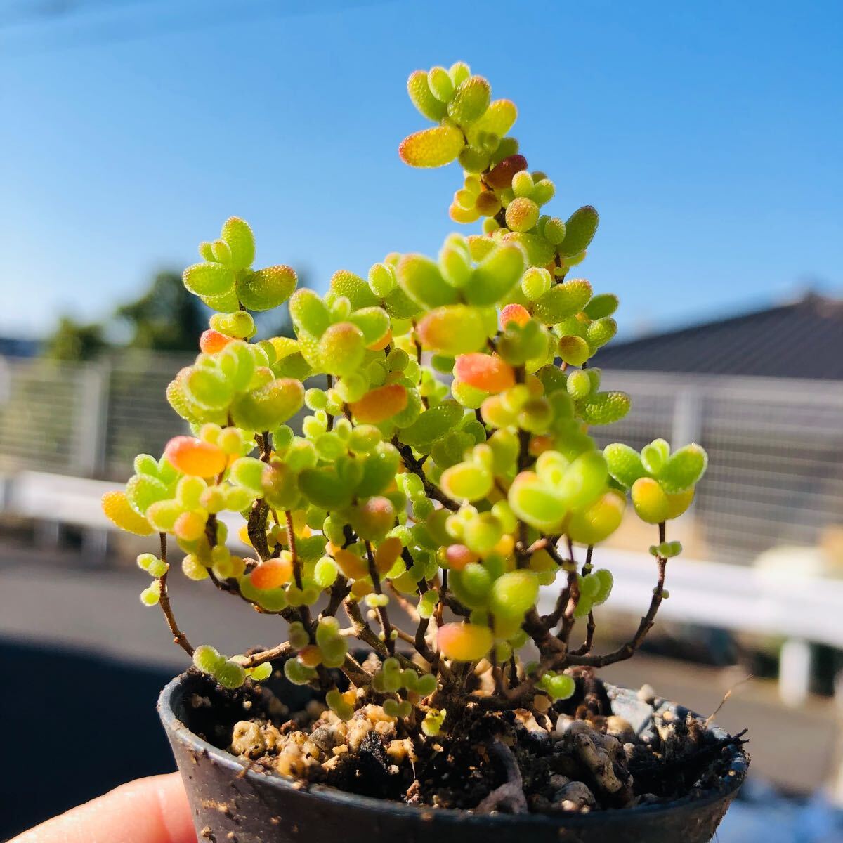 ドロサンテマム　グロボーサム 蜜橘　発根済み　美苗　多肉植物