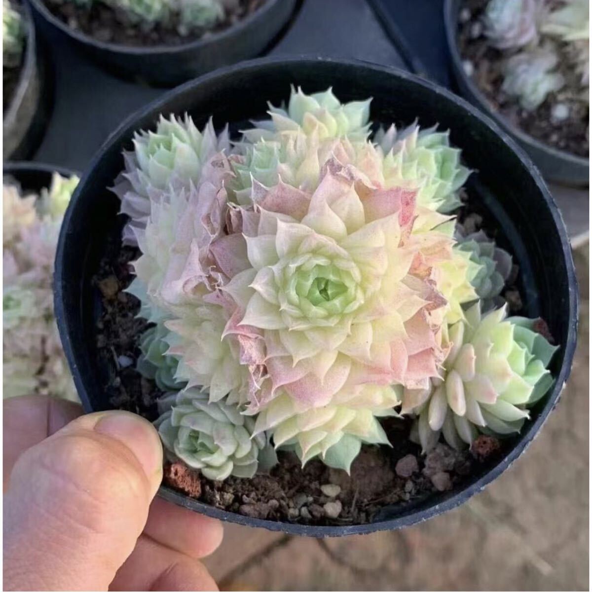 ウエディングドレス　新品種　群生　エケベリア　多肉植物
