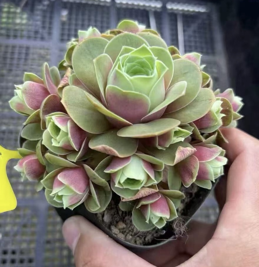 波姫紅薔薇　大群生　モリモリ　15頭以上　グリーノビア　多肉植物