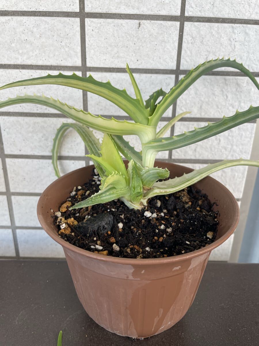キダチアロエ　錦　斑入り　斑 アロエ Aloe 多肉植物
