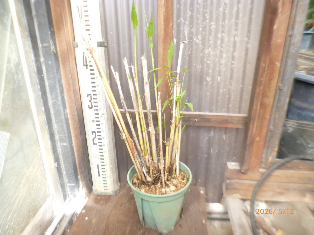 希少　蘇芳竹　すおうちくの鉢植え