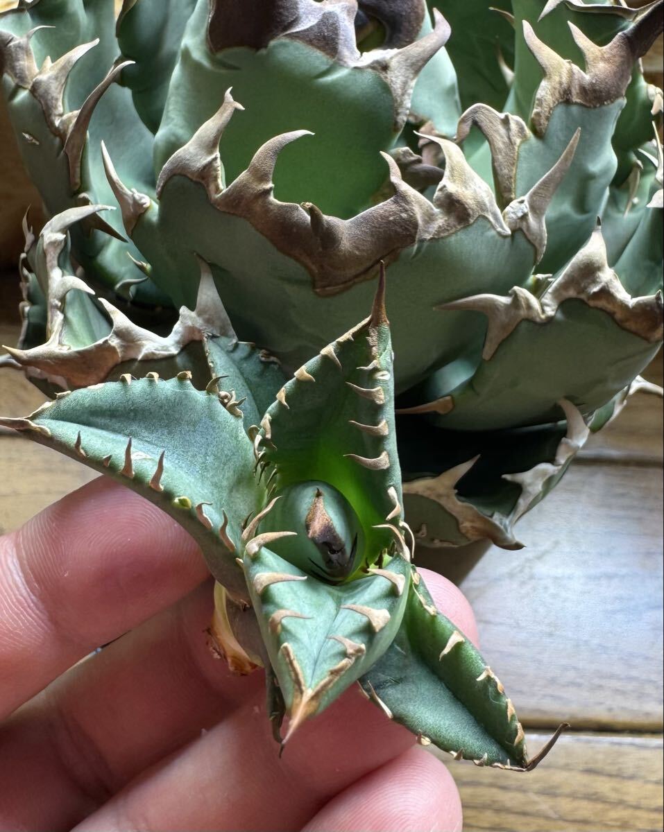 カリフォルニア産 ドワーフ 子株出品 (検) アガベ チタノタ オアハカ オテロイ ホリダ 冰雹 麻花龍 大白鯊 悪魔 イムボタ イムボタニカル