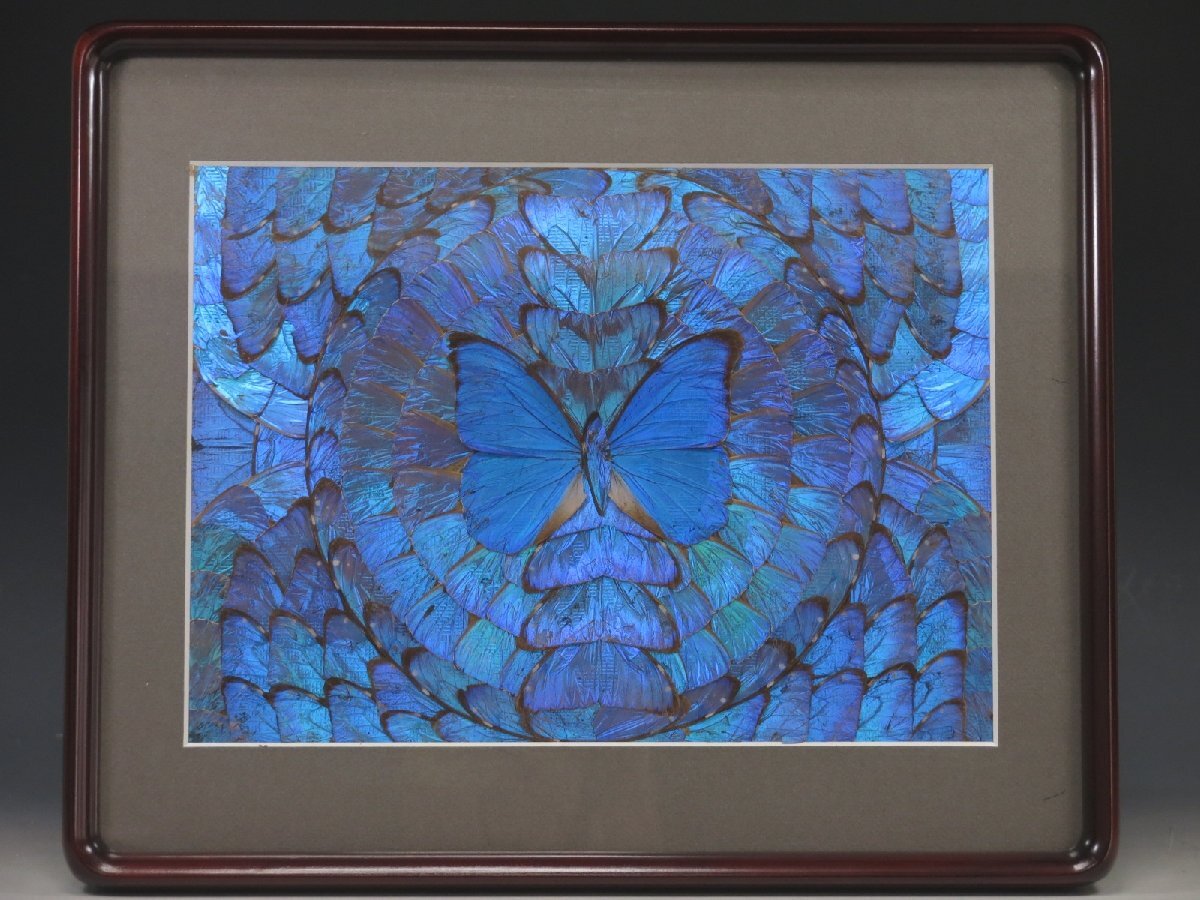 モルフォ蝶 蝶羽細工 蝶画 羽根細工 アート 工芸 額装 箱付 726
