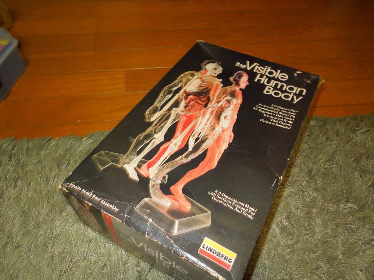 LINDBERG プラモデル the Visible Human Body人体模型 年数経過未組み立て品現状し