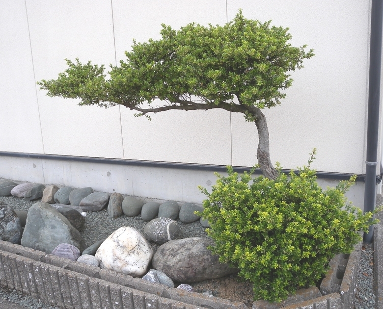香川県 自然の形 盆栽風 門かぶり風 キンメツゲ？ 高さ１．２ｍ 入札即決！