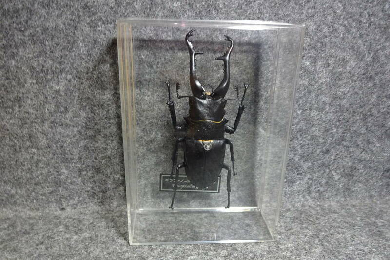 ギラファノコギリクワガタ　デアゴスティーニ 世界の昆虫 DATE BOOK 等身大 標本 フィギュア ディアゴスティーニ カブトムシ クワガタ