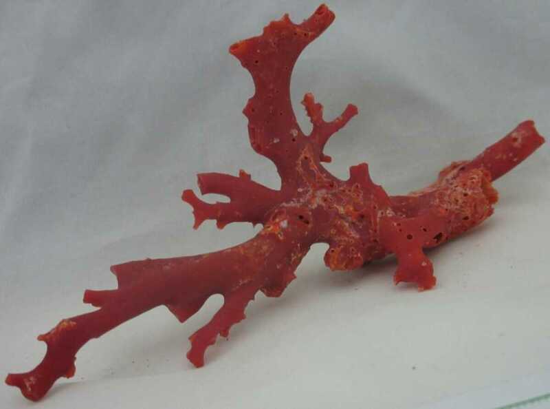 【TOP】血赤珊瑚 サンゴ 24.9g 枝 原木 オブジェ アクアリウム ルース 根付 a787.