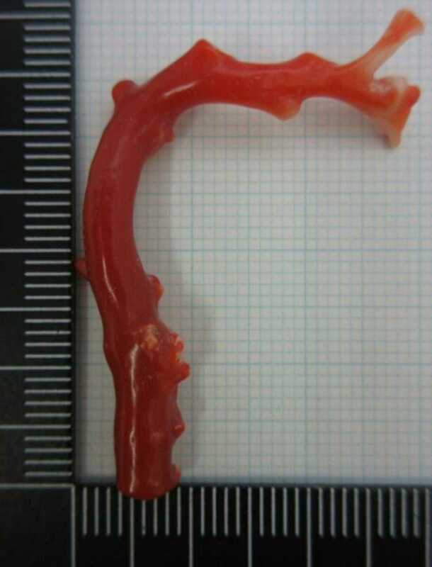 【TOP】血赤珊瑚 サンゴ 2g 枝 ルース 根付 t37.