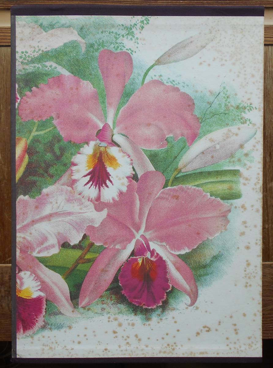 ORCHID BOOK　オーキドブック　凾入り2冊セット（蘭的浪漫・蘭的典雅）（蘭的博物学）　　横田進編集　福田純一企画