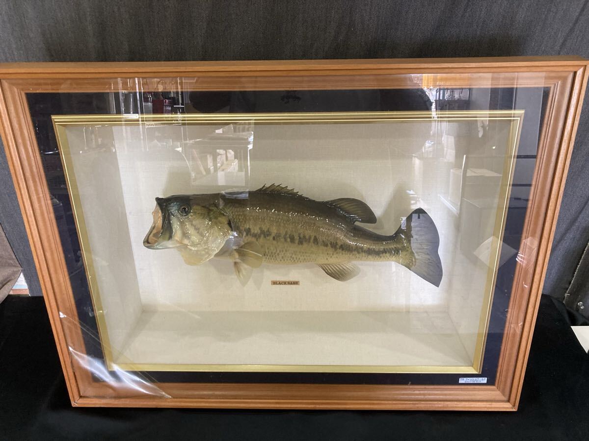 58 ブラックバス BLACK BASS 剥製 インテリア ガラスケース オブジェ コレクション い