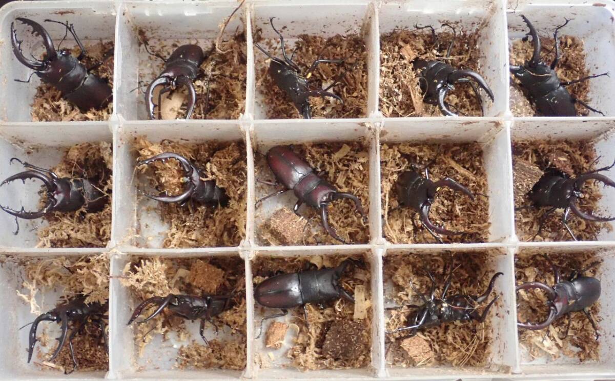 ■♂♀赤み強個体■天然■喧嘩傷少■大歯/長歯/水牛■奈良県産ノコギリクワガタLサイズ♂♀5ペア■おまけ付き■Beetle少年＠大阪