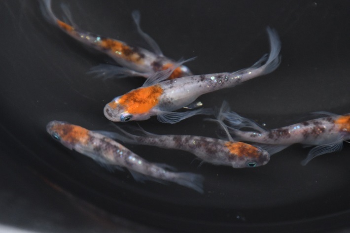 孔雀明王 S稚魚7匹保証3匹追加 メダカ水槽 メダカの飼い方室内 メダカの飼い方 メダカの飼い方屋外
