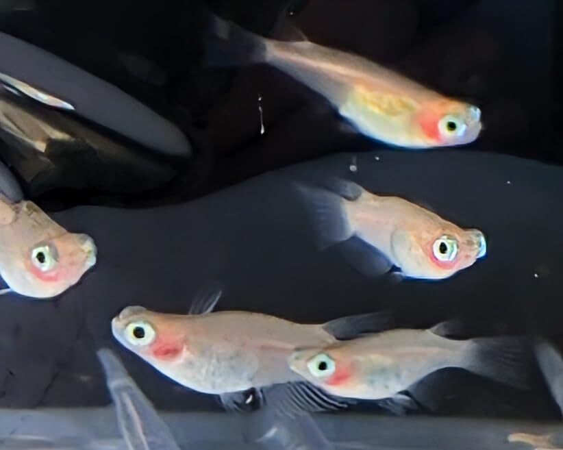 ポニョ 出目ダルマ ショート 稚魚7保証3匹追加 メダカ水槽 メダカの飼い方室内 メダカの飼い方屋外