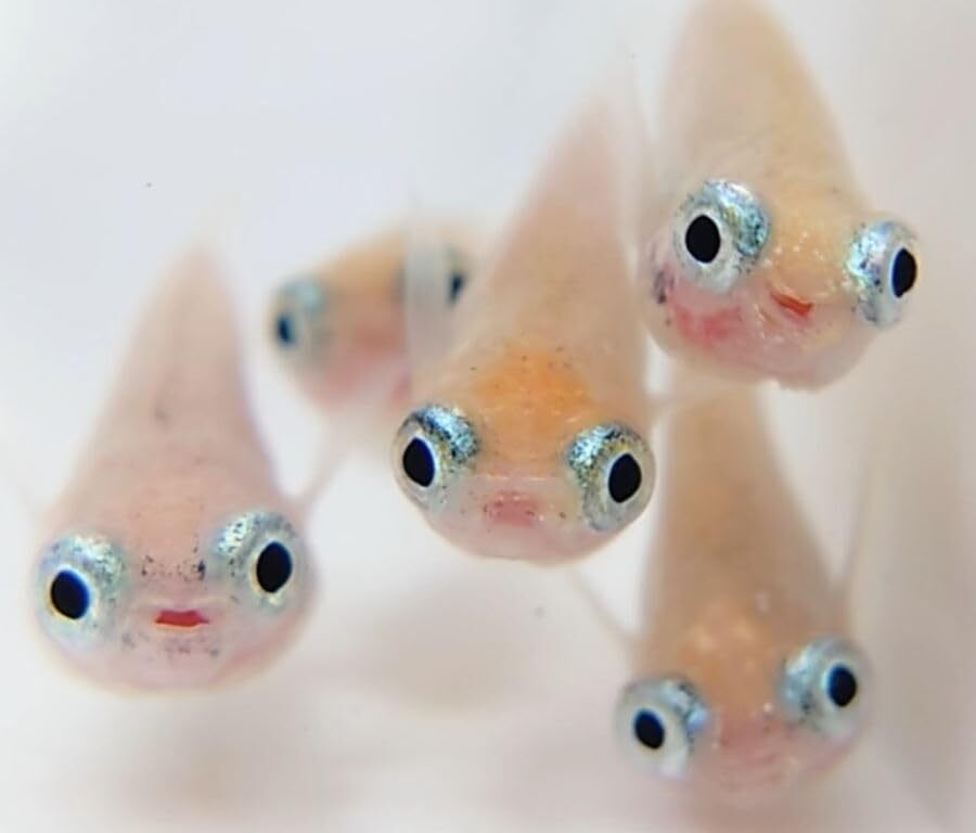 出目目前 透明鱗 ポニョ 紅ほっぺ S稚魚7匹保証3匹追加メダカ水槽 メダカの飼い方室内 メダカの飼い方屋外