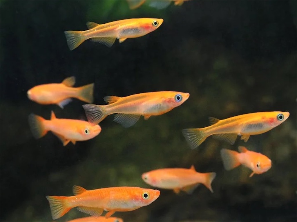 (桜來めだか) 楊貴妃めだか 稚魚 SS 20匹セット 楊貴妃メダカ（送料無料）
