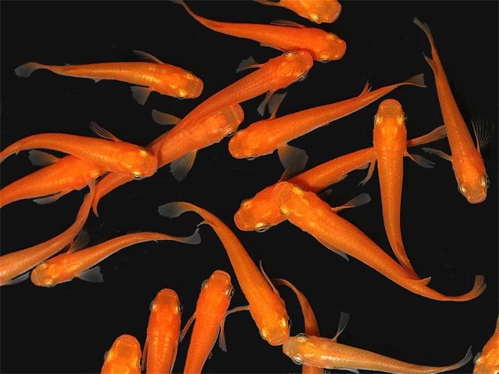 (桜來めだか)紅帝楊貴妃めだか SS 稚魚 30匹セット 楊貴妃メダカ（送料無料）