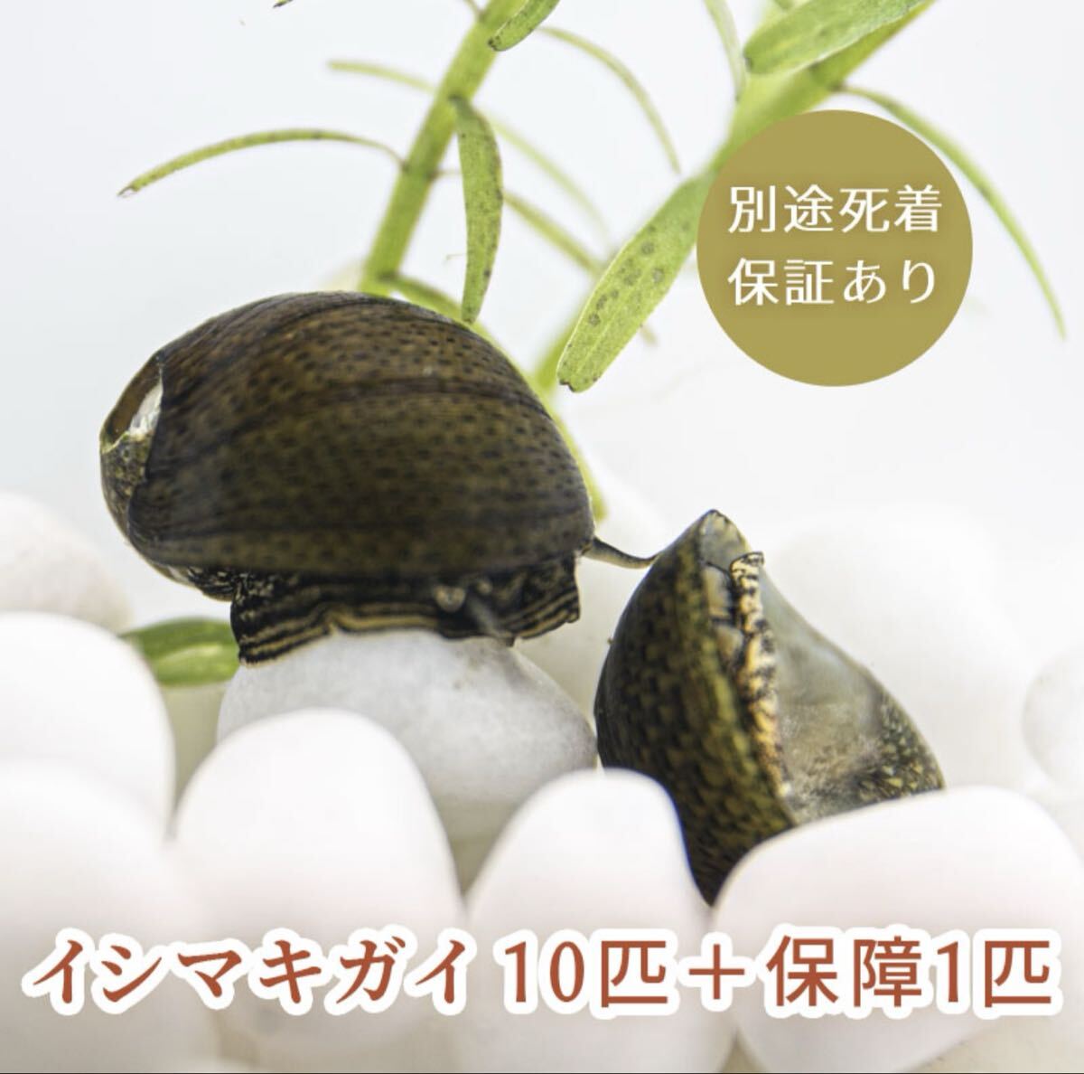 イシマキガイ　10匹　＋保証1匹　合計11匹　（　イシマキ　石巻 貝　石巻貝　水質浄化　アクアリウム　生体　コケ取り貝　浄化　）