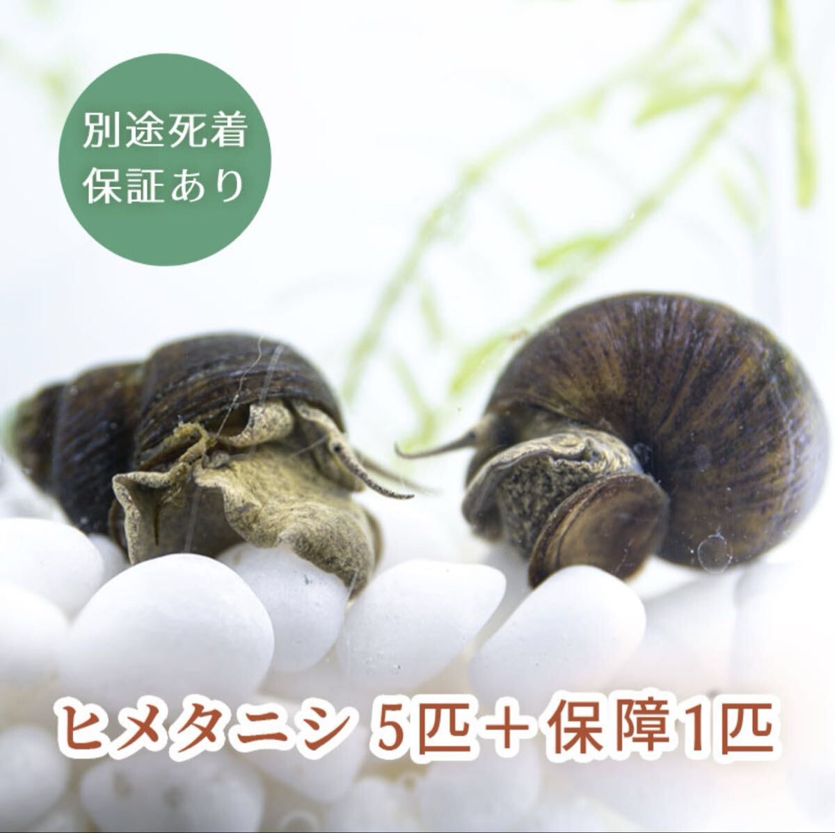ヒメタニシ　5匹　＋保証1匹　合計6匹　（　タニシ　田螺　水質浄化　アクアリウム　生体　）
