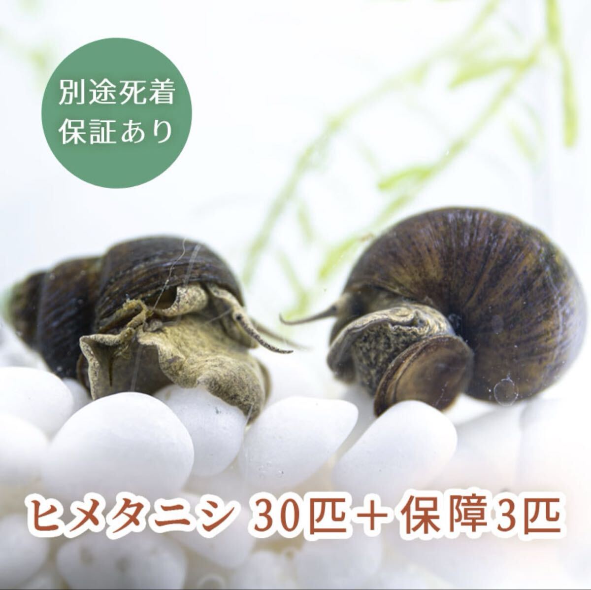 ヒメタニシ　30匹　＋保証3匹　合計33匹　（　タニシ　田螺　水質浄化　アクアリウム　生体　）