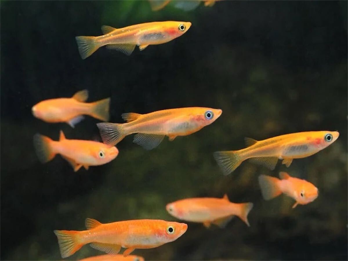 (桜來めだか) 楊貴妃めだか 稚魚 SS 10匹セット 楊貴妃メダカ（送料無料）