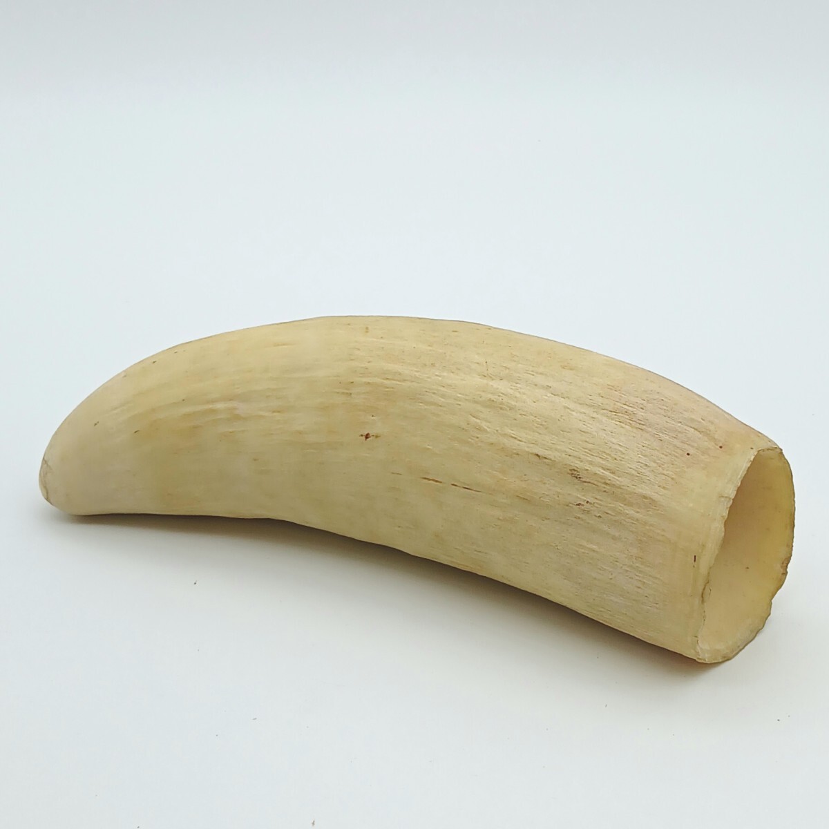 【Q-1341】 マッコウクジラ 鯨 歯 約662g 抹香鯨 牙 印材 置物 骨董 天然素材 工芸品 彫刻材料