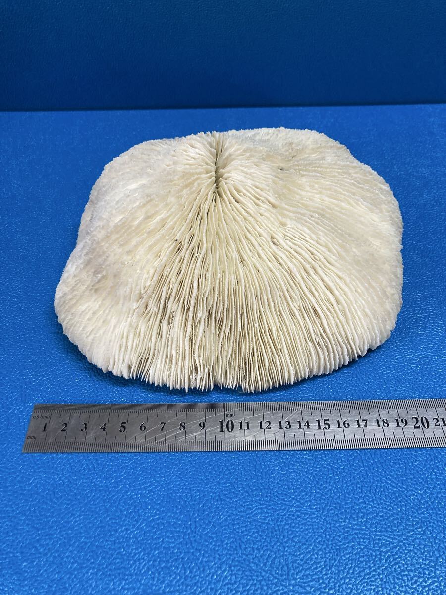 1264g 白珊瑚 アクアリウム サンゴ　マッシュルームコーラル 水槽レイアウト