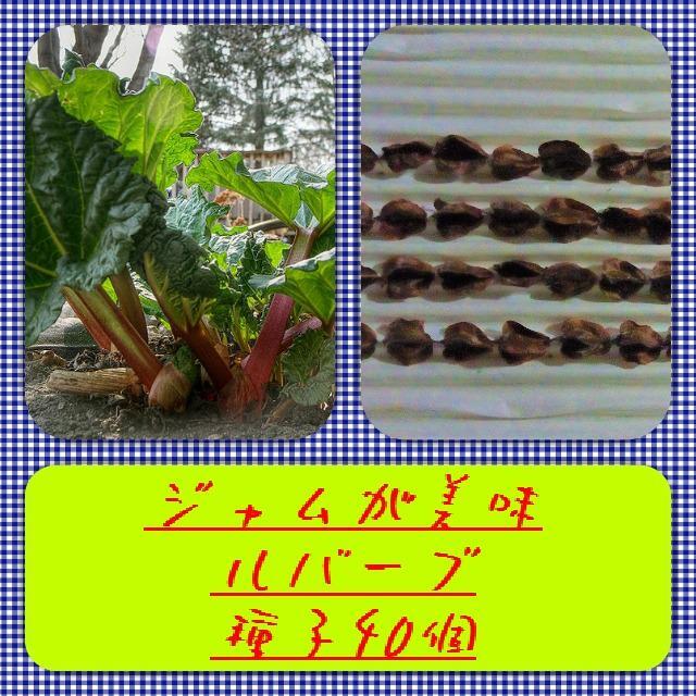 【送料無料】ルバーブ種子40個