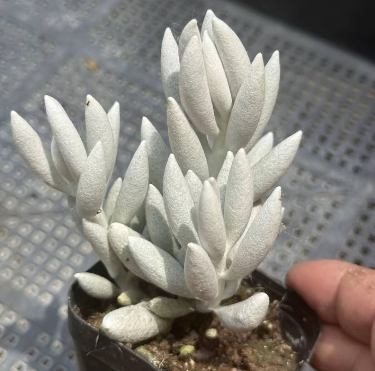 銀月　群生　希少　多肉植物