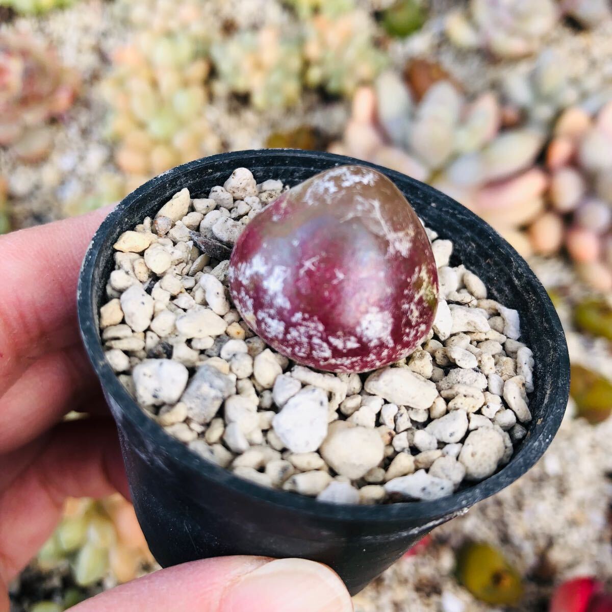コノフィツム ブルゲリ　大苗　2-2.5cm　多肉植物