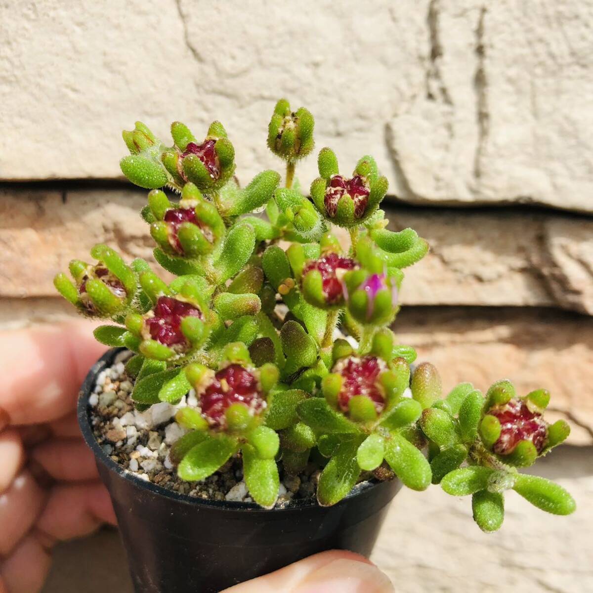 ドロサンテマム　紅宝石　種いっぱい　発根済み　多肉植物