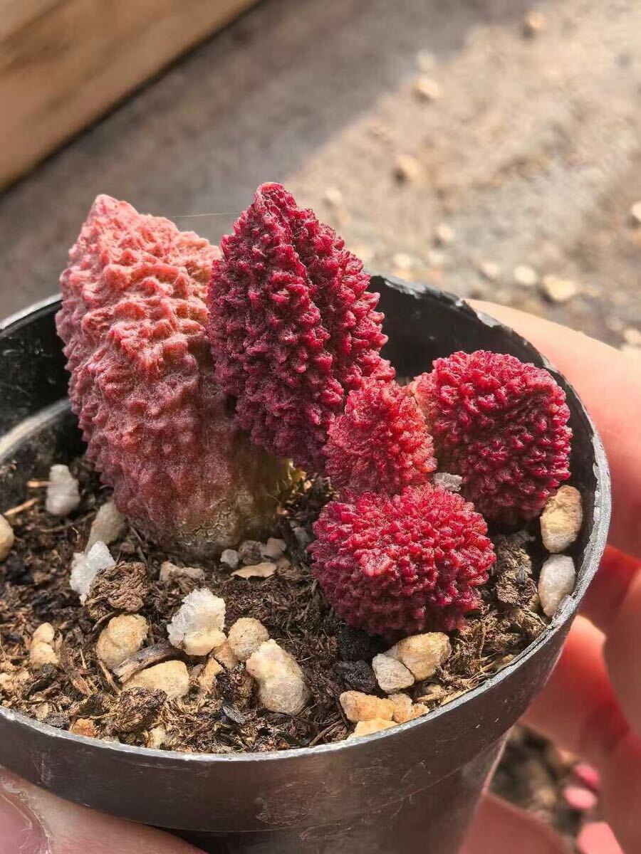 アドロミスクス レッドドリアン ヘレイ 多肉植物