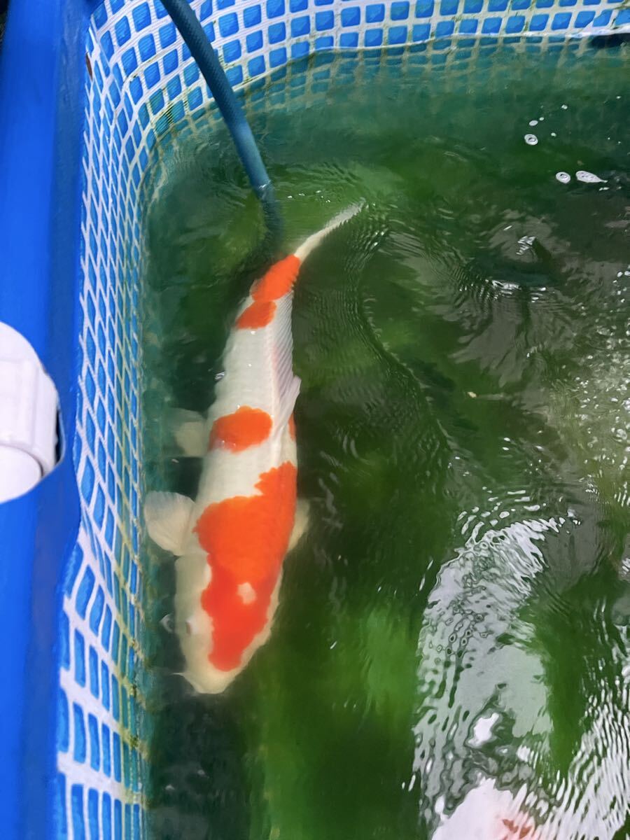 紅白錦鯉 観賞魚 生体 飼育魚　引き取り限定