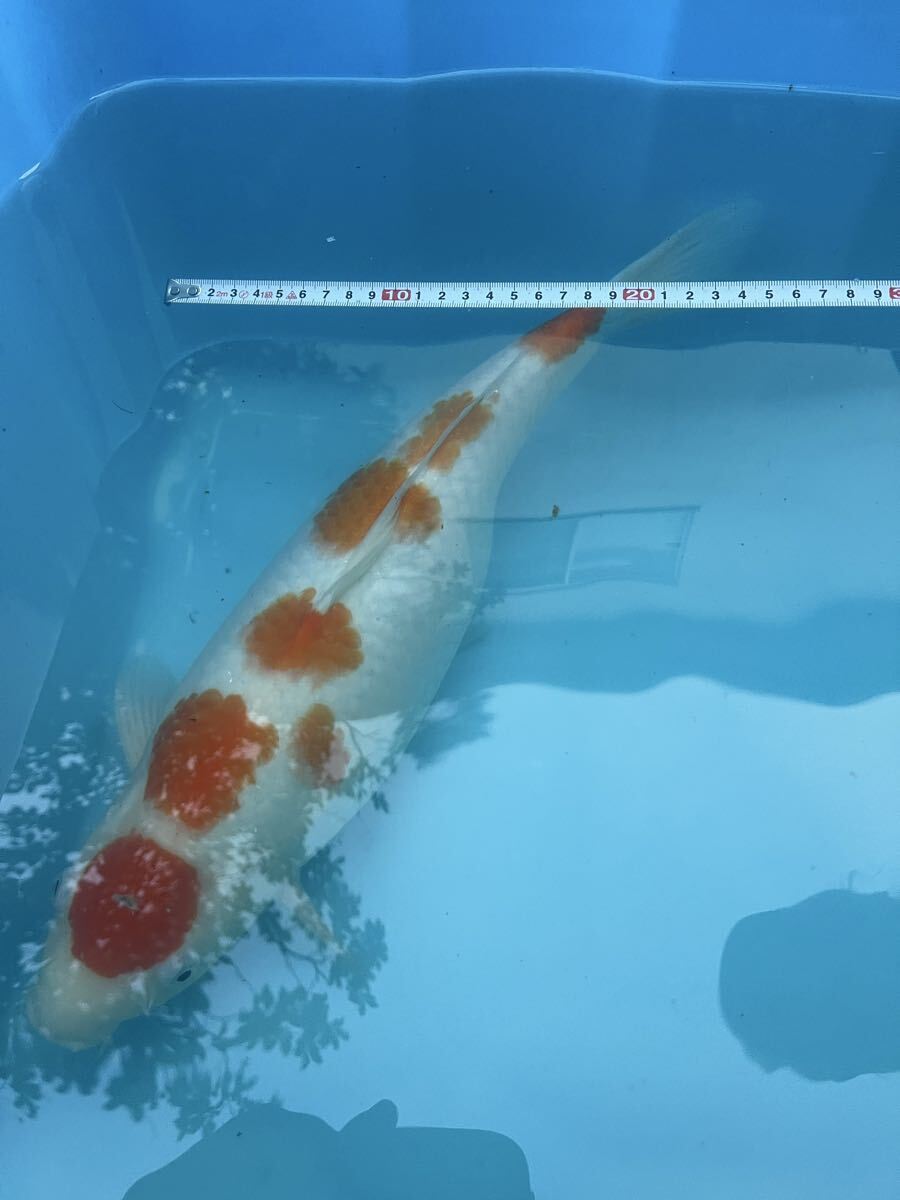 錦鯉 紅白 40cm前後 模様良好　引き取り限定