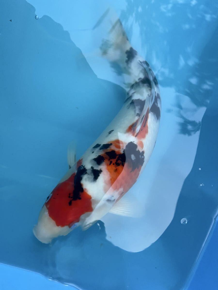 錦鯉 昭和三色 40cm程度 美しい花柄模様　引き取り限定