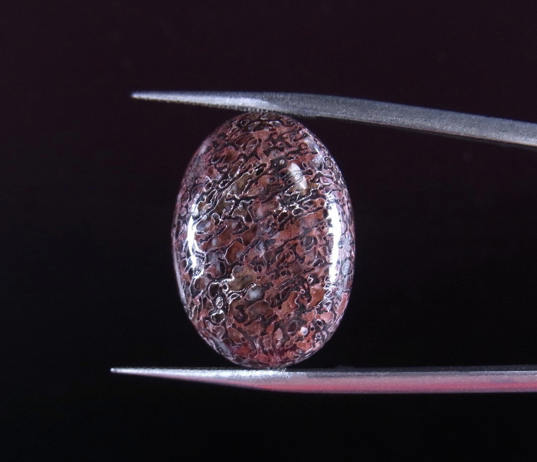 《Gem Force》古代の宝石！ダイノボーンアゲート 16.58CT