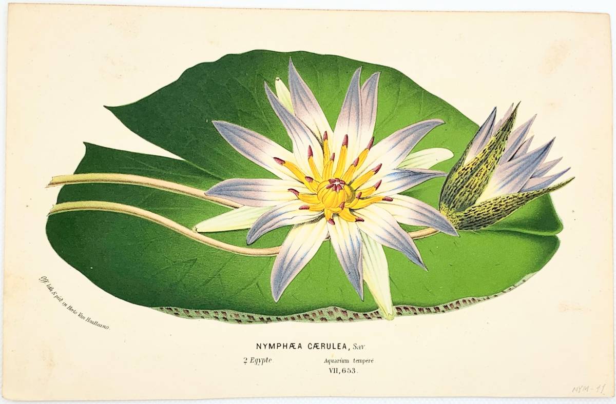 フランスアンティーク 博物画 『NYMPHAEA CAERULEA』 多色刷り石版画　ボタニカルアート