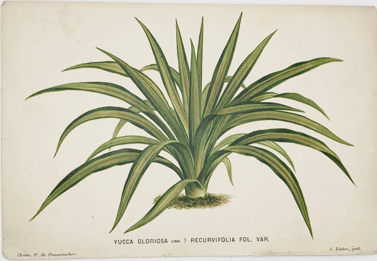 フランスアンティーク 博物画 『YUCCA GLORIOSA』 多色刷り石版画　ボタニカルアート