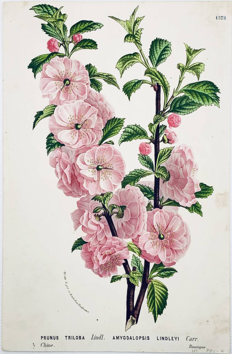 フランスアンティーク 博物画 『AMYGDALOPSIS LINDLEYI 』 多色刷り石版画　ボタニカルアート