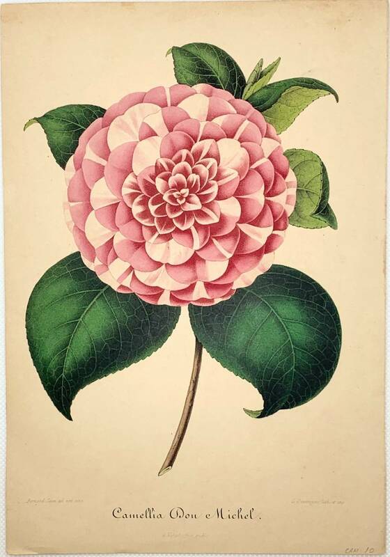 フランスアンティーク 博物画 『Camellia Don Michel』 多色刷り石版画　ボタニカルアート