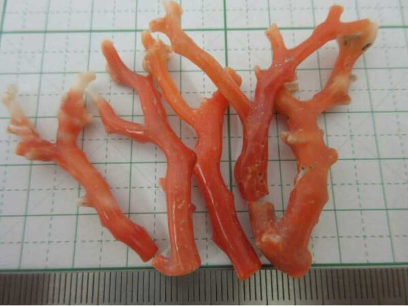 【TOP】血赤珊瑚 桃珊瑚 サンゴ 12.3g 枝 セット ルース 根付 b156.