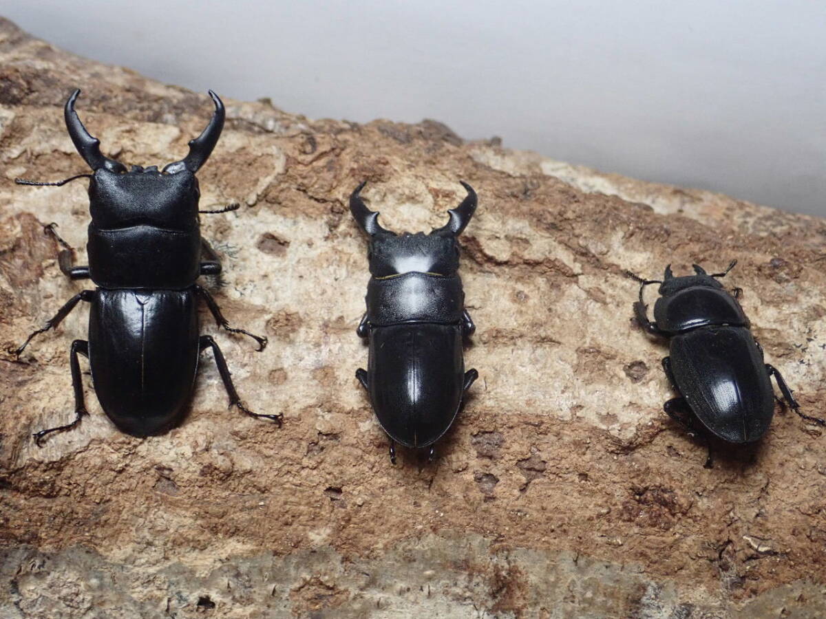 ■天然■お子様に■採れたて■奈良県産ヒラタクワガタ2♂1♀セット■おまけ付き■Beetle少年＠大阪