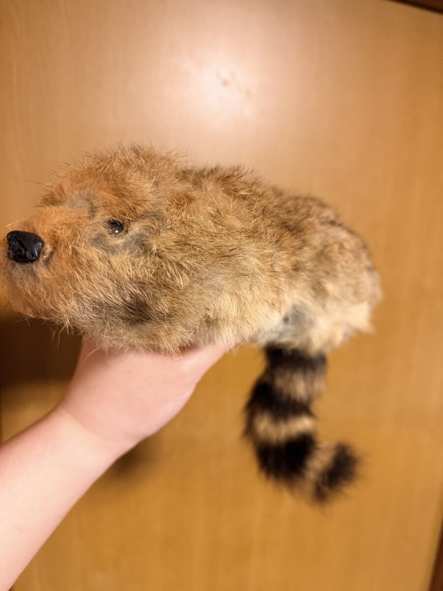 手品 スプリングアニマル マギー審司のラッキーでお馴染み 中古 生きてるように動くぬいぐるみ ロビー・ザ・ラクーン