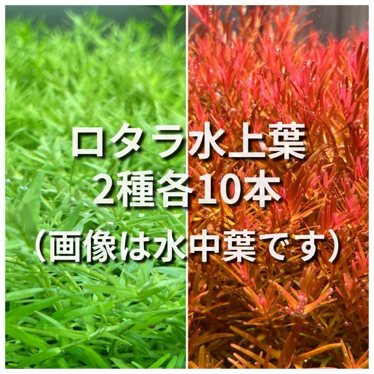 グリーンロタラ、ロタラsp HRA水上葉　各10本