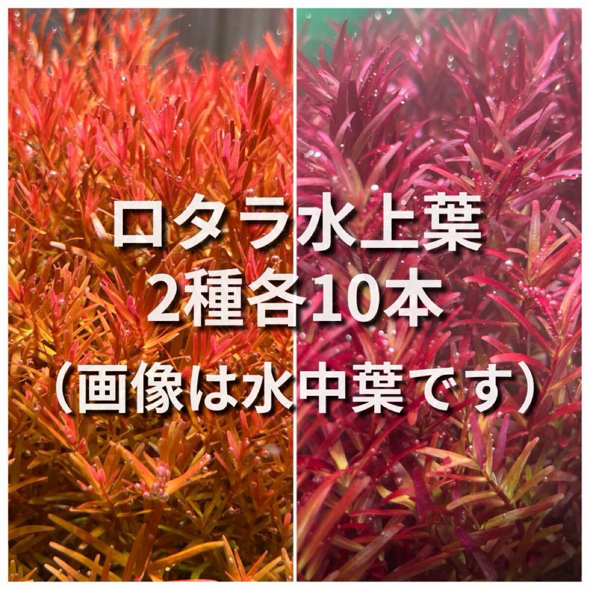 ロタラレディッシュ、ロタラsp HRA水上葉　各10本